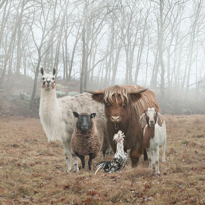 10 božích skupinových fotek zvířat, které vám zlepší náladu