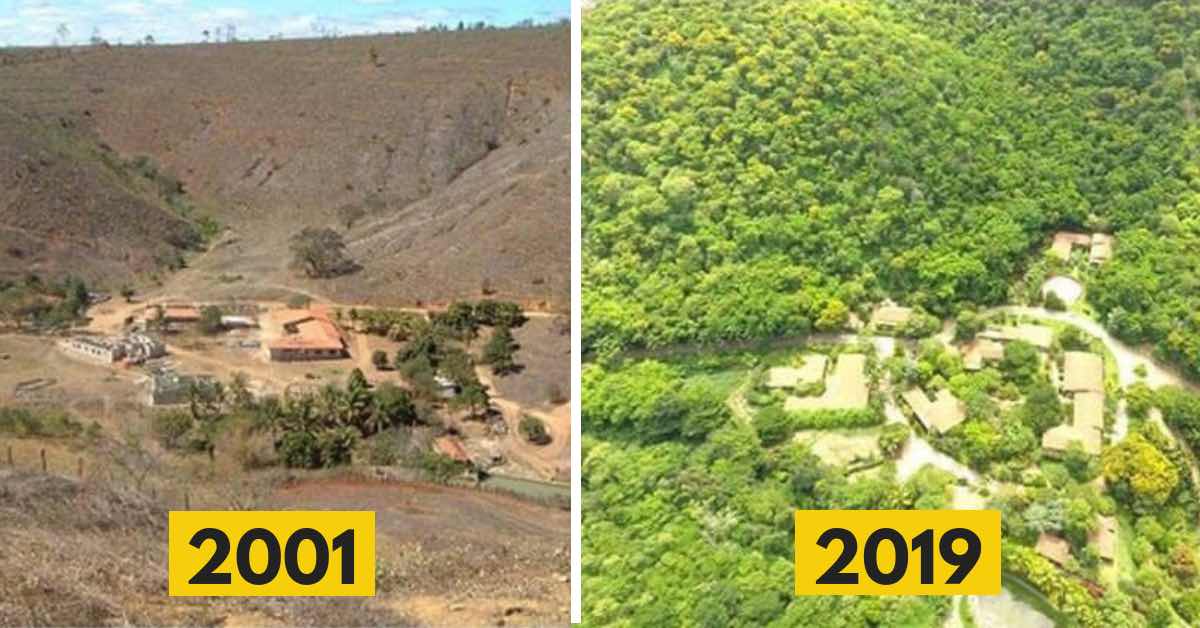 Za necelých 20 let vzkřísili zničený prales. Podívejte se na výsledek!